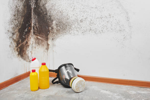 Best Mold Testing and Removal  in Olton, TX