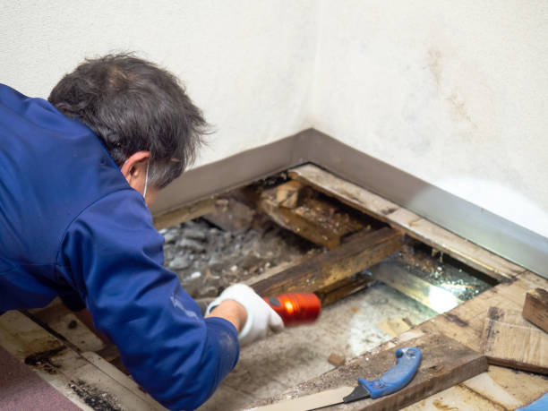 Certified Mold Removal in Olton, TX
