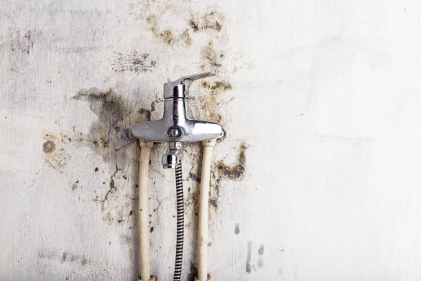 Best Local Mold Removal Service  in Olton, TX