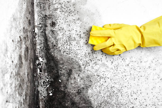 Best Professional Mold Removal  in Olton, TX