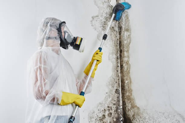 Best Attic Mold Removal  in Olton, TX