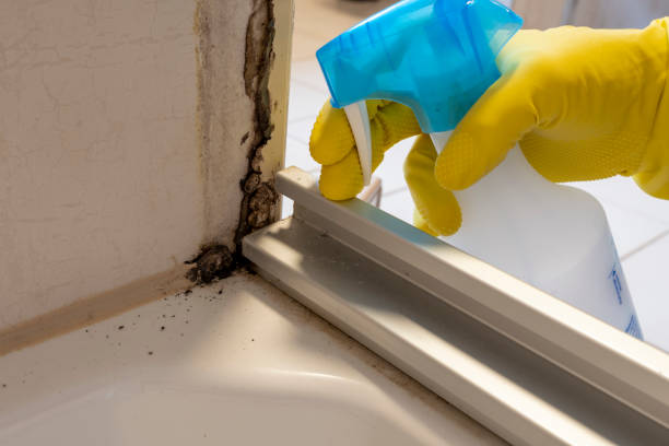 Best Affordable Mold Removal  in Olton, TX
