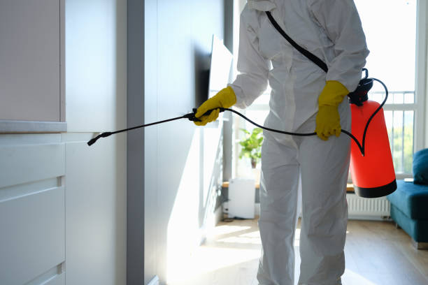 Best Residential Mold Removal  in Olton, TX