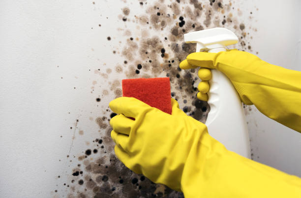 Mold Testing and Removal in Olton, TX