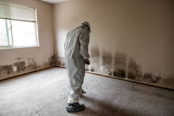 Mold Removal and Inspection in Olton, TX