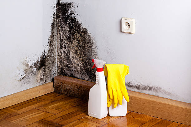 Best Mold Removal and Inspection  in Olton, TX