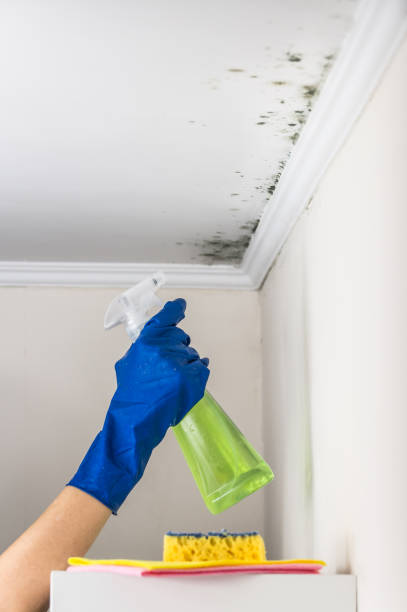Mold Removal Process in Olton, TX